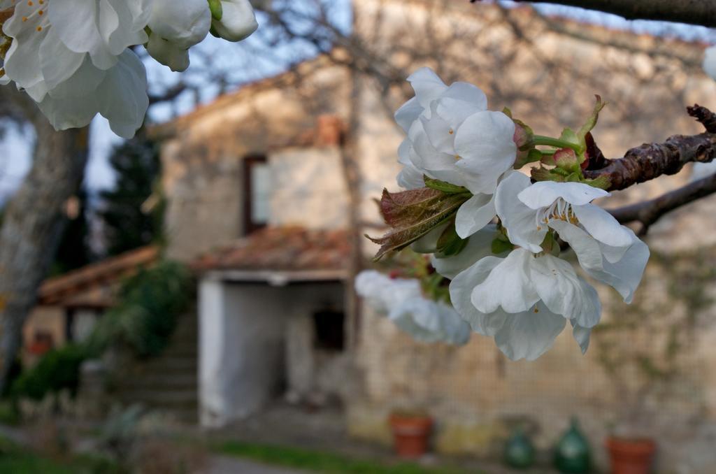 Bed and Breakfast Podere Pinzicalari Castel del Piano  Exteriér fotografie